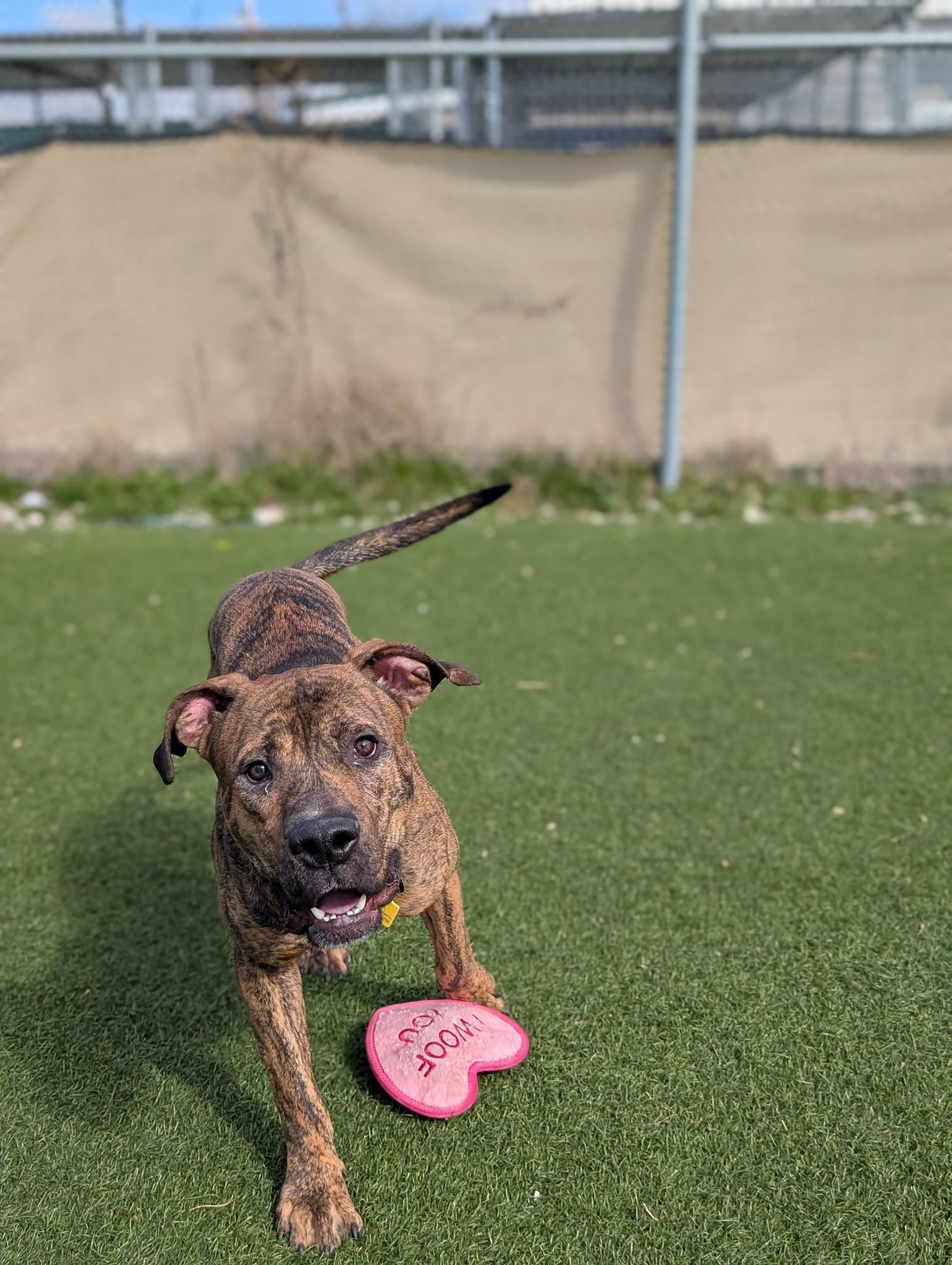 Enlarge Jellybean, a ADOPTABLE mixed breed in Cleveland, OH image 4/6