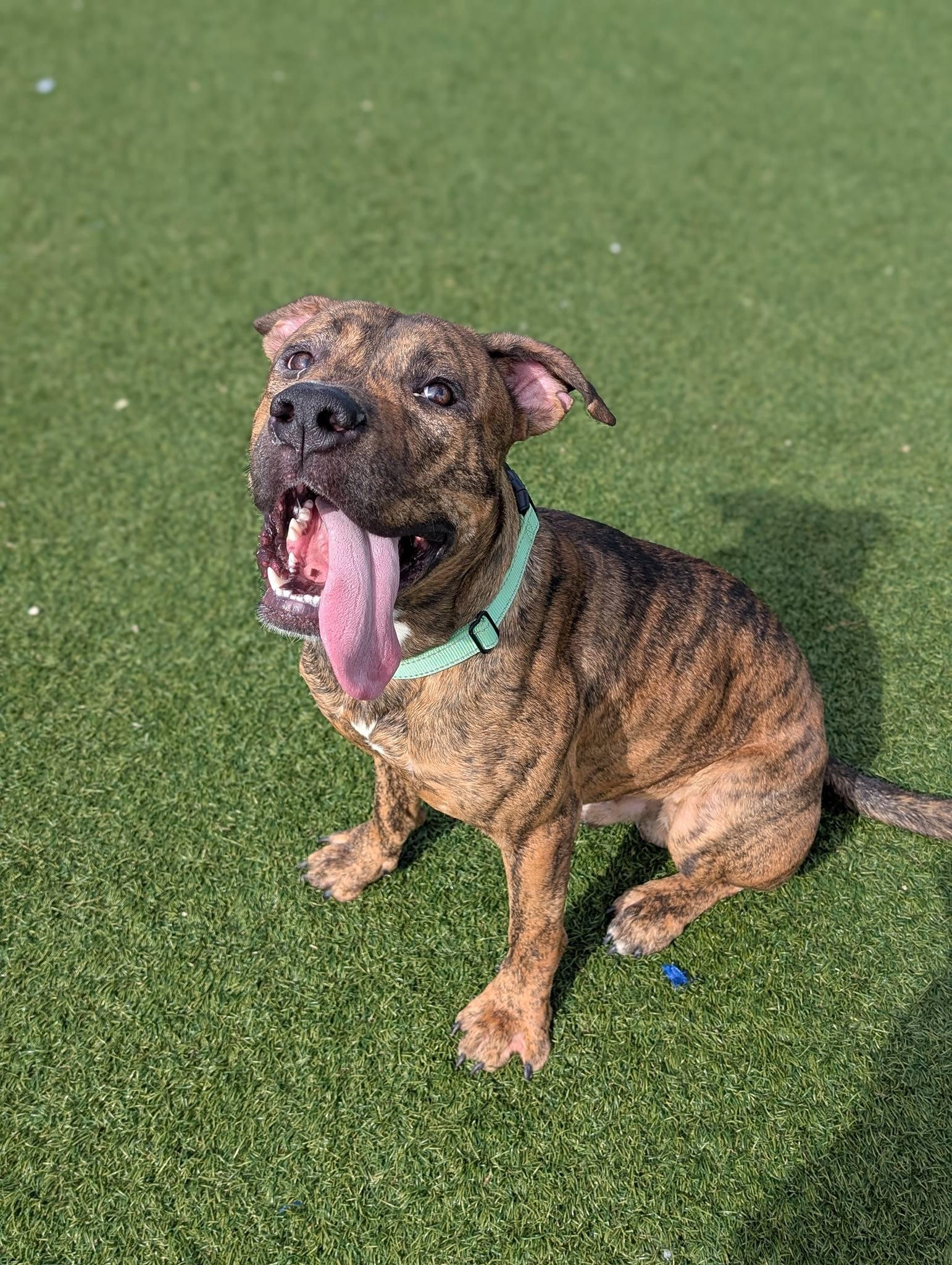 Enlarge Jellybean, a ADOPTABLE mixed breed in Cleveland, OH image 3/6
