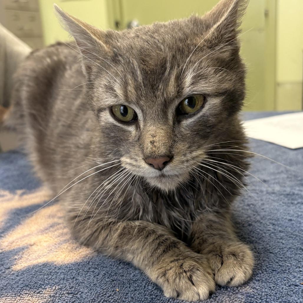 Enlarge Whiskey, a Adoptable Domestic Short Hair in Warren, PA image 1/1