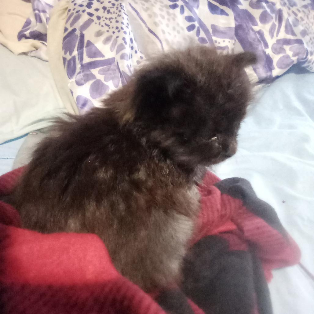 Enlarge Piper, a Adoptable Domestic Long Hair in Coos Bay, OR image 1/1