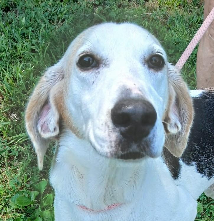 Enlarge MAE, an adoptable Hound in Tappahannock, VA image 1/5
