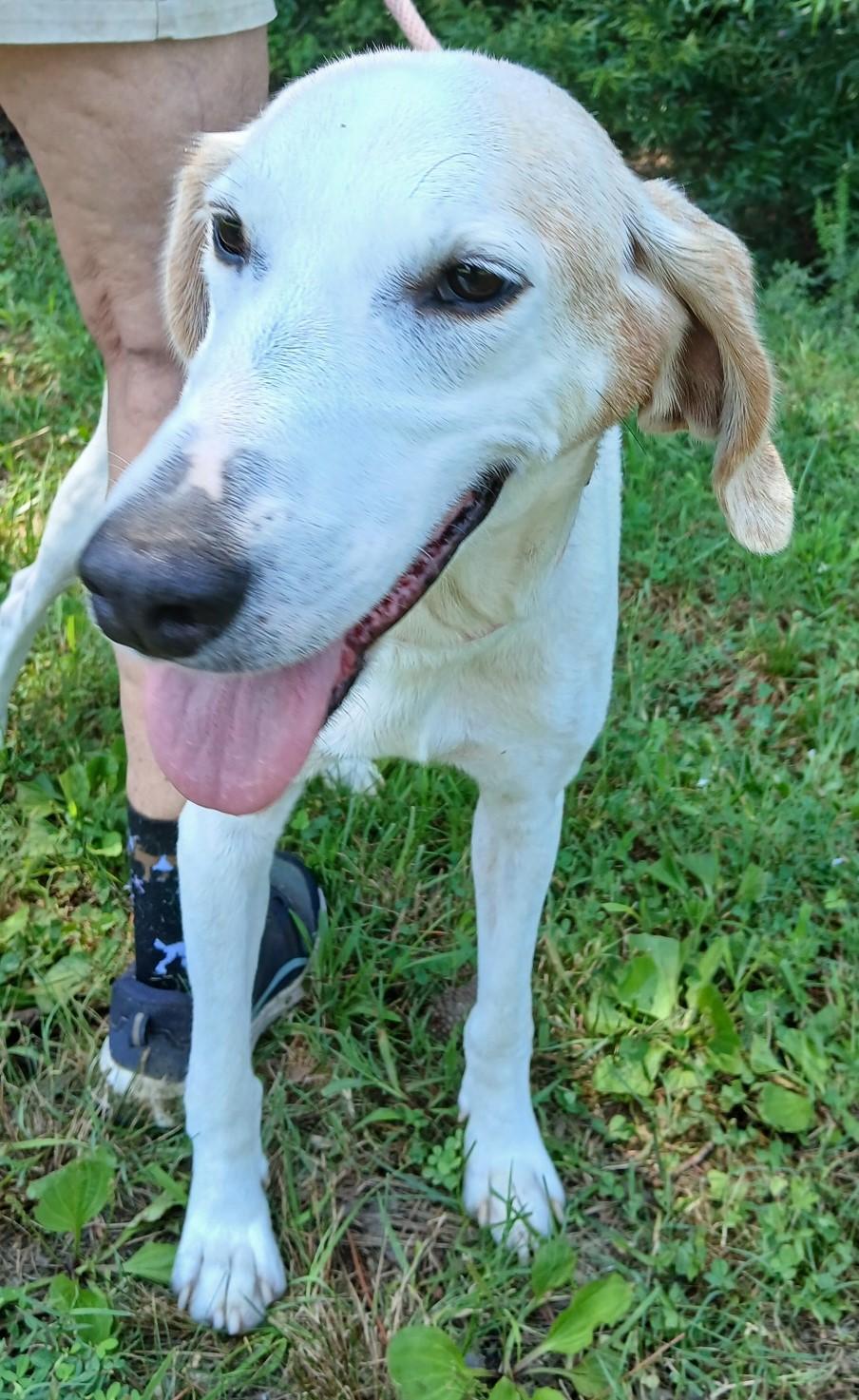 Enlarge MAE, an adoptable Hound in Tappahannock, VA image 2/5