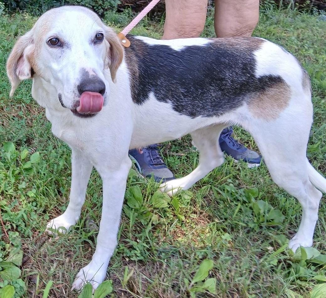 Enlarge MAE, an adoptable Hound in Tappahannock, VA image 3/5