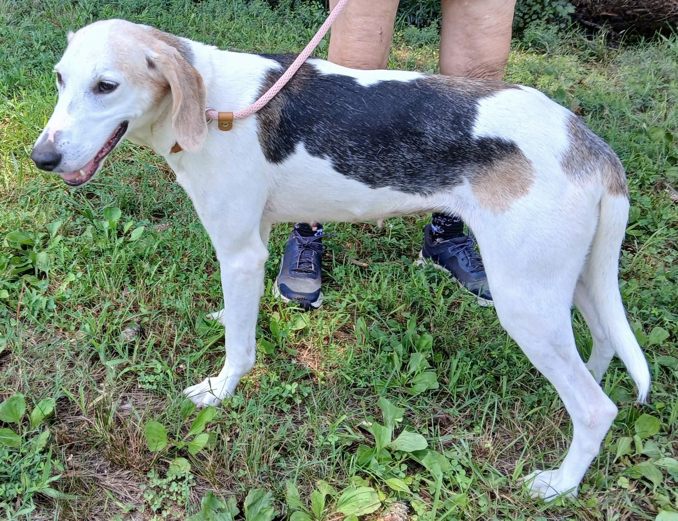 Enlarge MAE, an adoptable Hound in Tappahannock, VA image 4/5