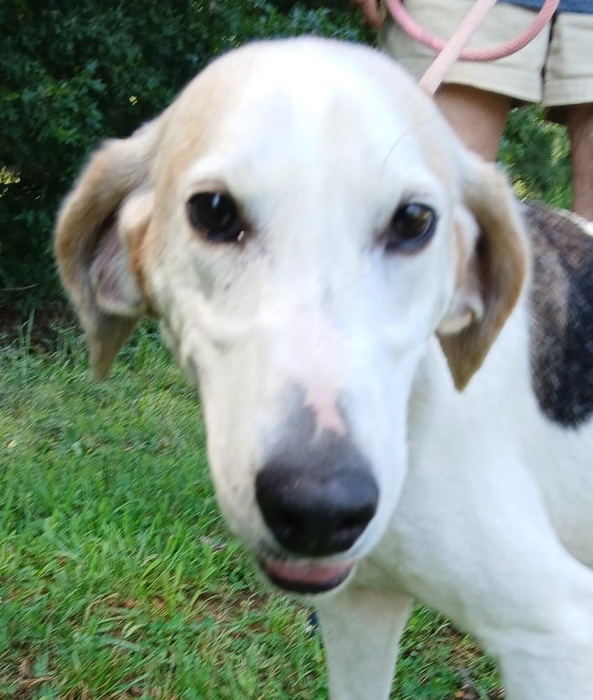 Enlarge MAE, an adoptable Hound in Tappahannock, VA image 5/5