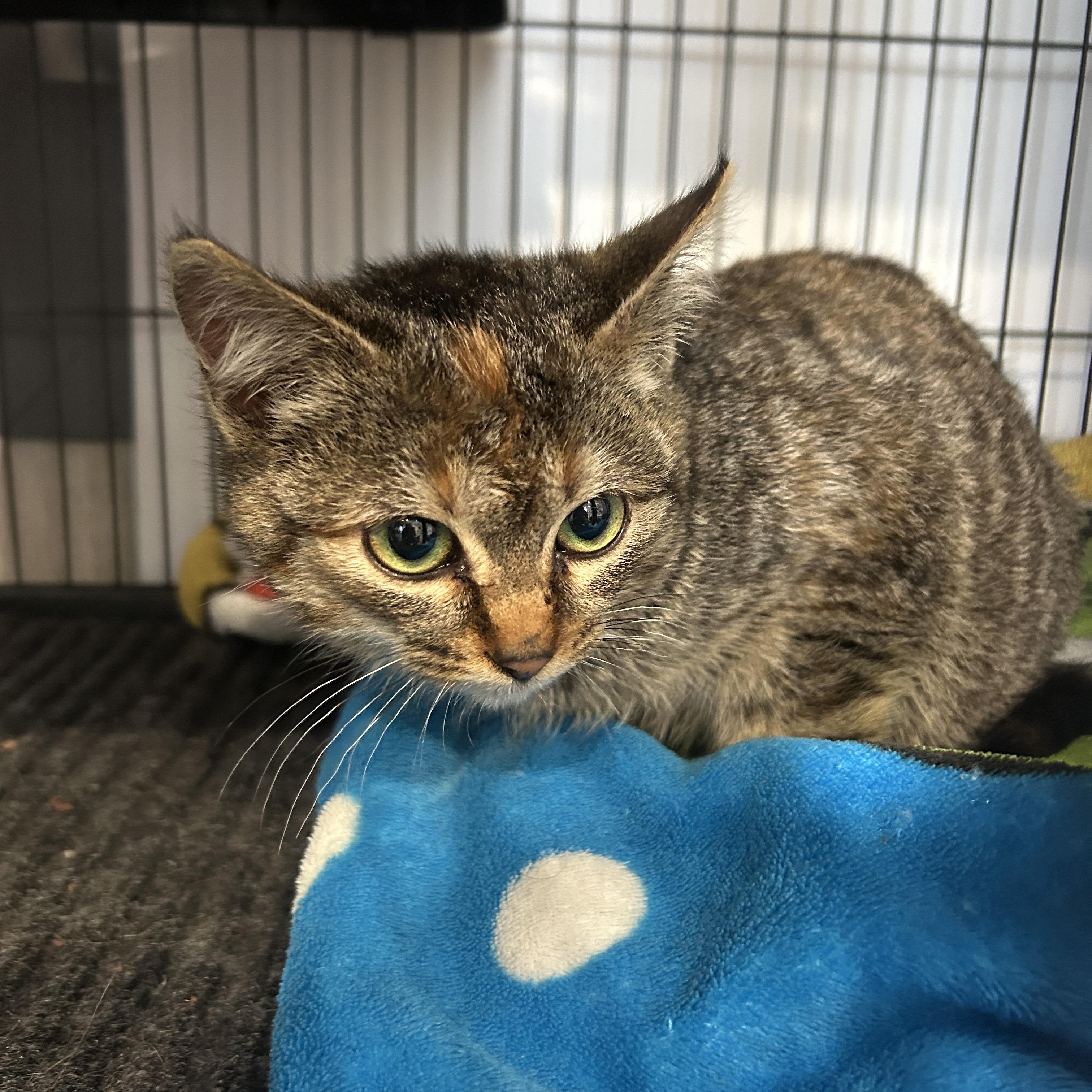 Enlarge BELLA, an adopted Domestic Short Hair in Tillsonburg, ON image 2/2