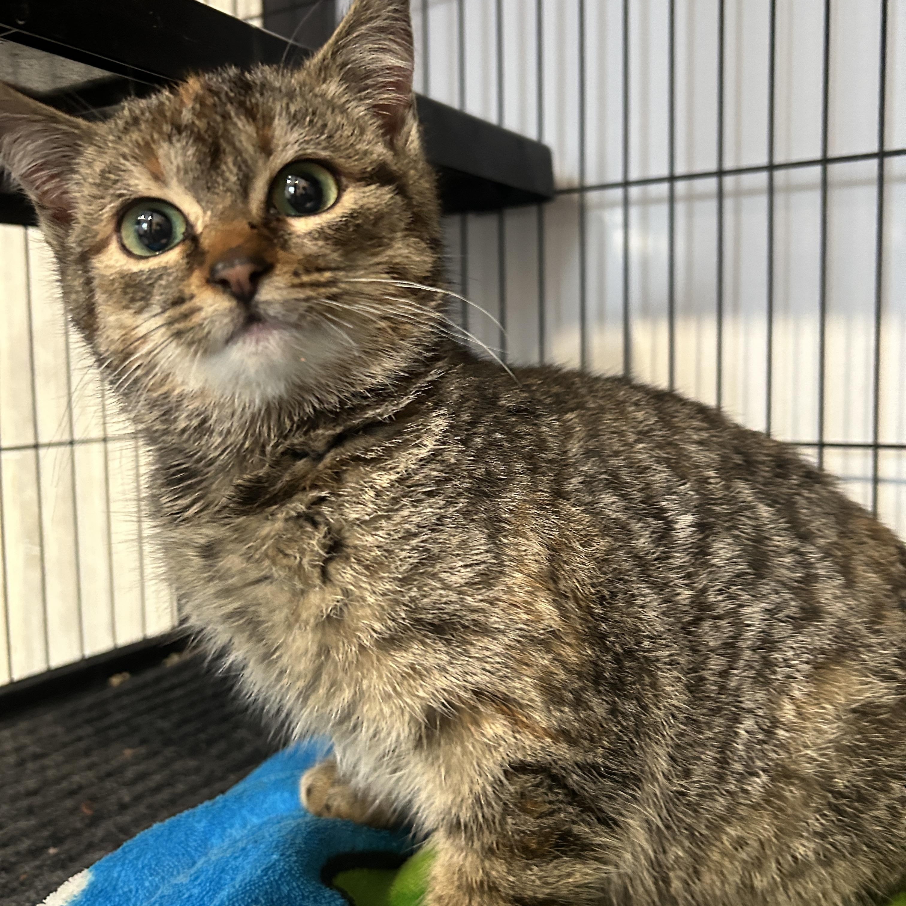 Enlarge BELLA, an adopted Domestic Short Hair in Tillsonburg, ON image 1/2