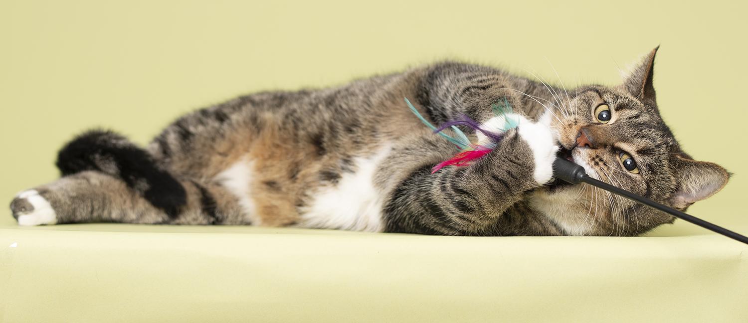 Enlarge Mandy, a Adopted Domestic Short Hair in Chicago, IL image 3/6