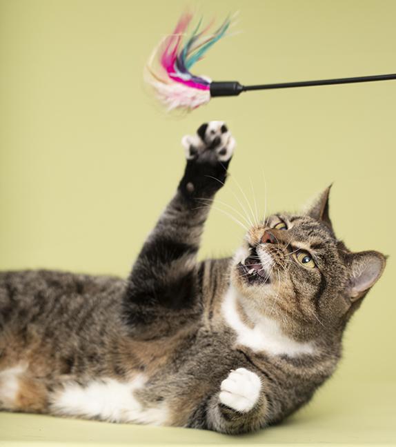 Enlarge Mandy, a Adopted Domestic Short Hair in Chicago, IL image 4/6