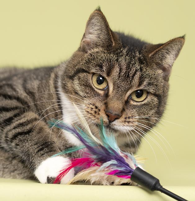 Mandy, Adopted, Adult Female Domestic Short Hair.