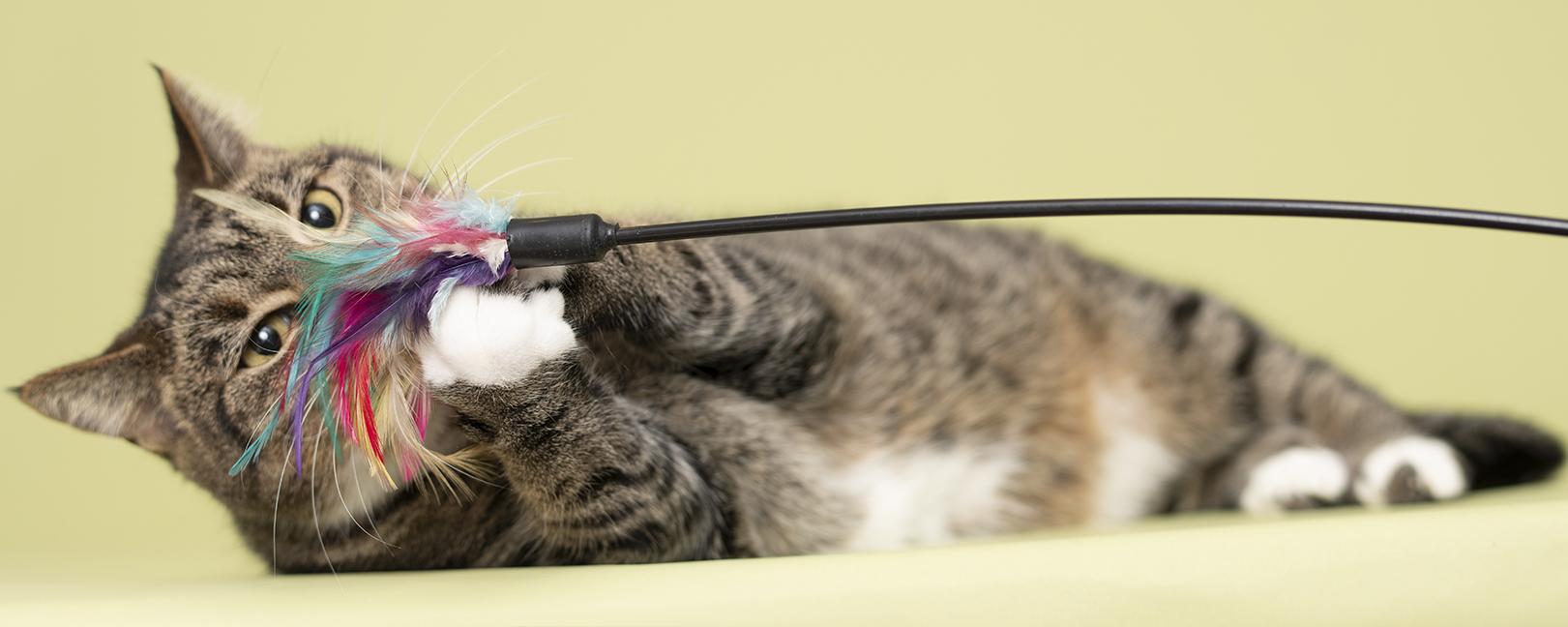 Enlarge Mandy, a Adopted Domestic Short Hair in Chicago, IL image 2/6