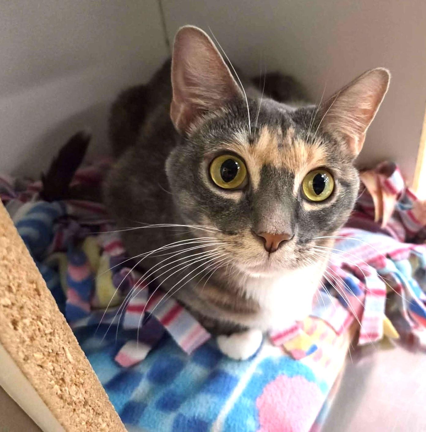 TRACY STEWART, a Adoptable mixed breed in Murrieta, CA image 3/6