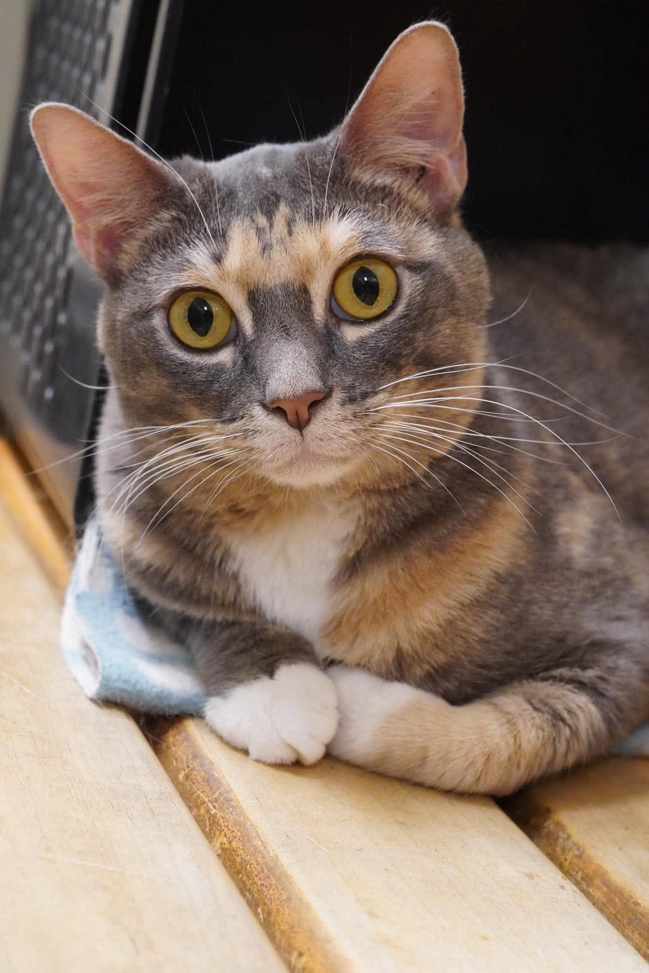 TRACY STEWART, a Adoptable mixed breed in Murrieta, CA image 5/6