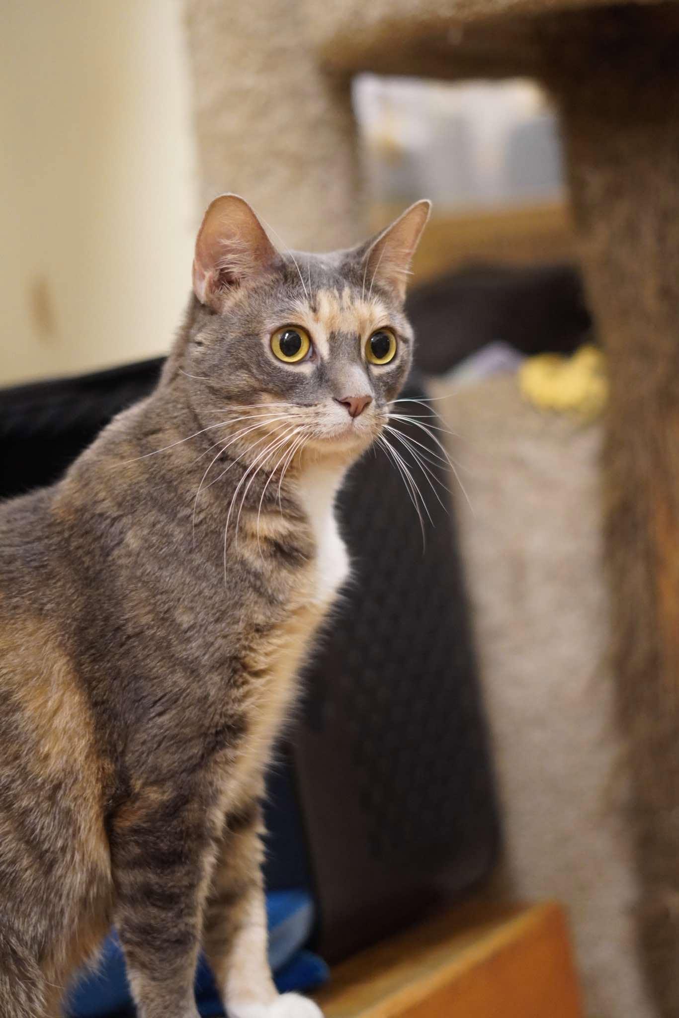 TRACY STEWART, a Adoptable mixed breed in Murrieta, CA image 2/6