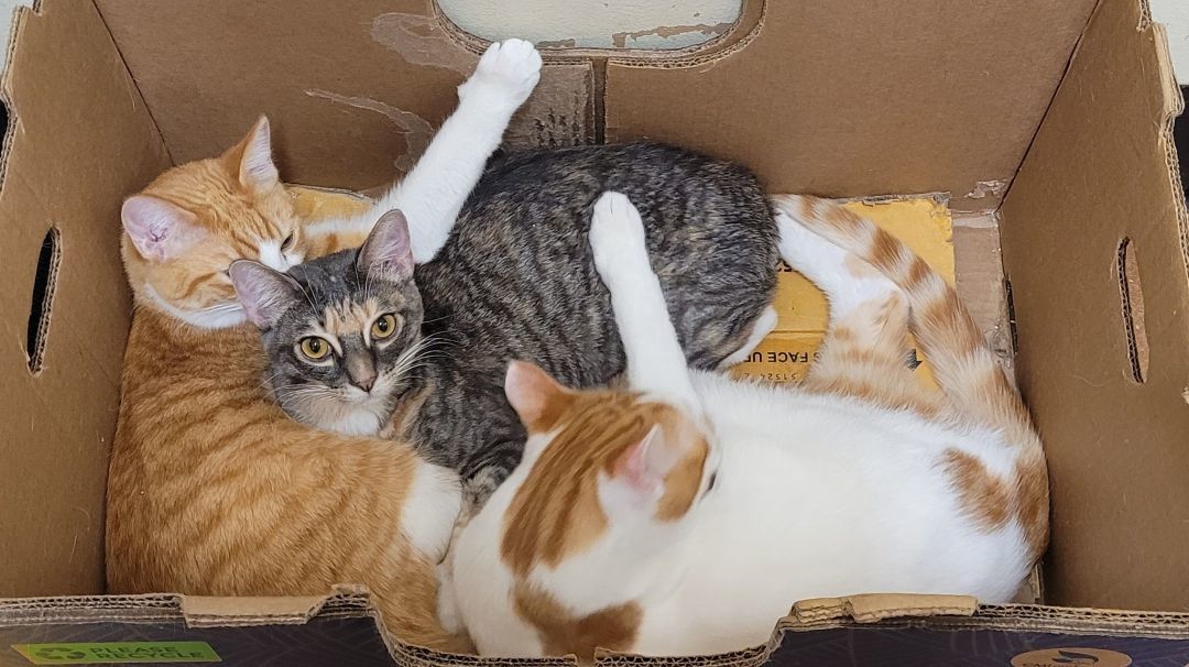 Enlarge TRACY STEWART, a Adoptable mixed breed in HEMET, CA image 5/6