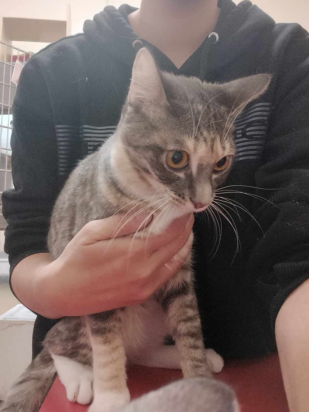 Enlarge TRACY STEWART, a Adoptable mixed breed in HEMET, CA image 4/6