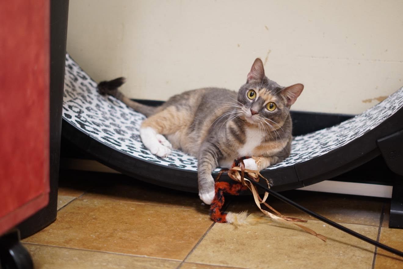 TRACY STEWART, a Adoptable mixed breed in Murrieta, CA image 4/6