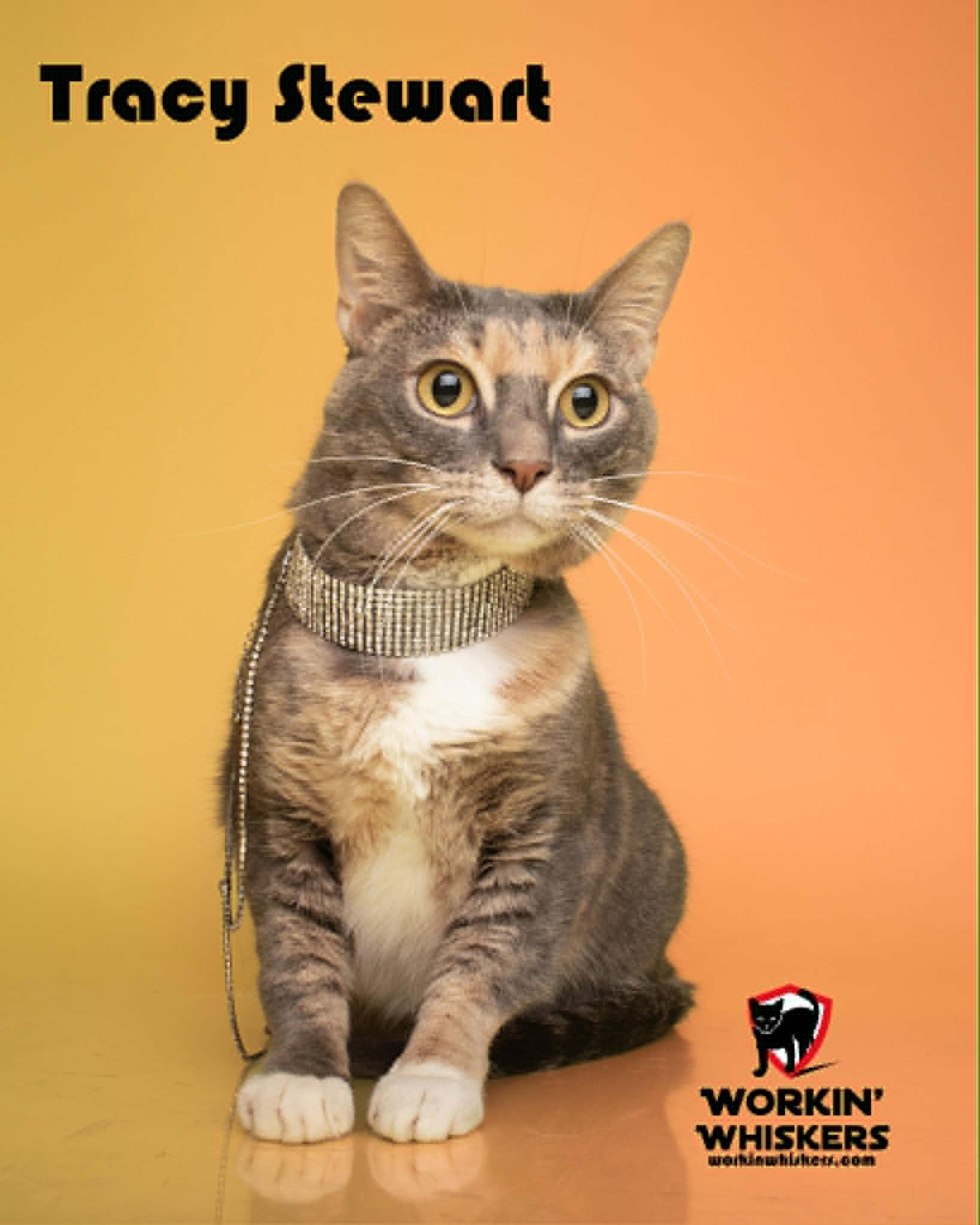 TRACY STEWART, a Adoptable mixed breed in Murrieta, CA image 1/6