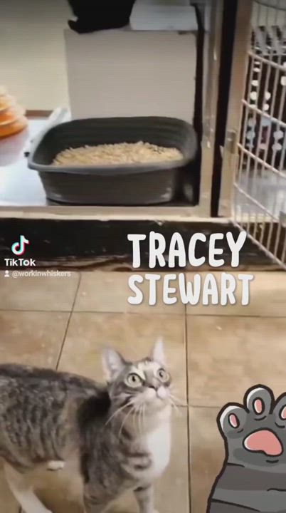 Enlarge TRACY STEWART, a Adoptable mixed breed in HEMET, CA video 6/6