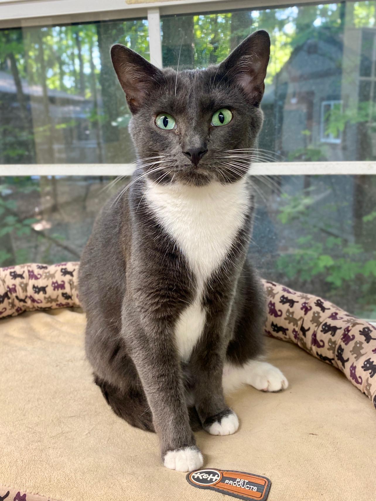 Bashful, Adoptable, Adult Female Tuxedo.