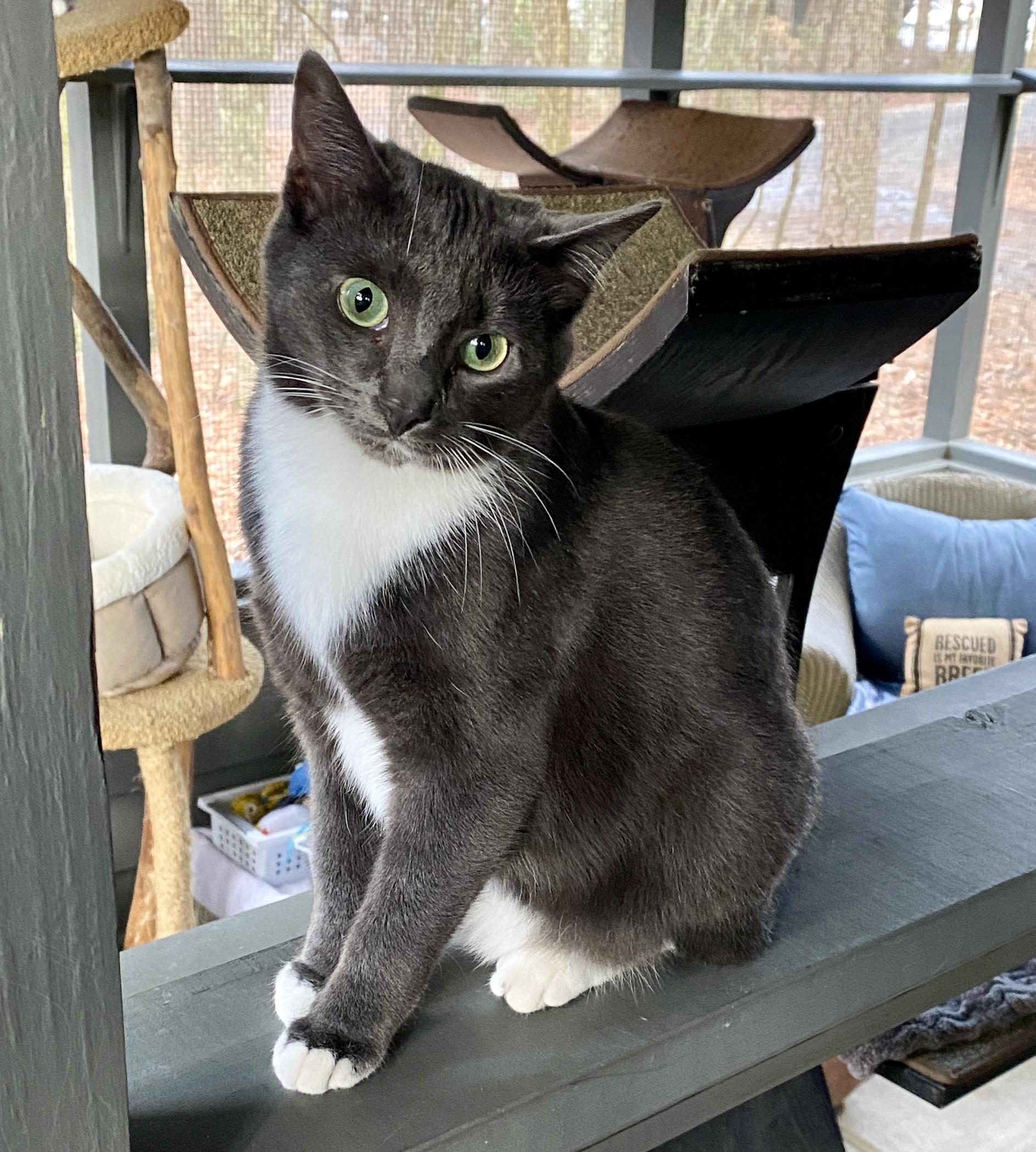 Enlarge Bashful, a Adoptable Tuxedo in Jasper, GA image 1/3