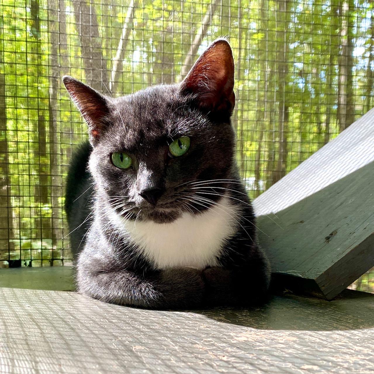 Enlarge Bashful, a Adoptable Tuxedo in Jasper, GA image 4/4