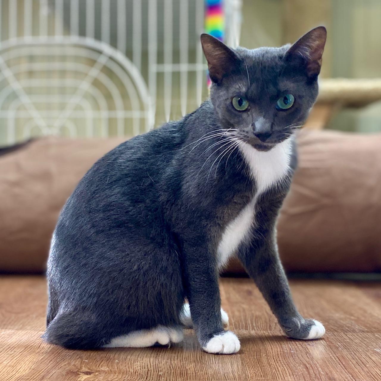 Enlarge Bashful, a Adoptable Tuxedo in Jasper, GA image 3/4