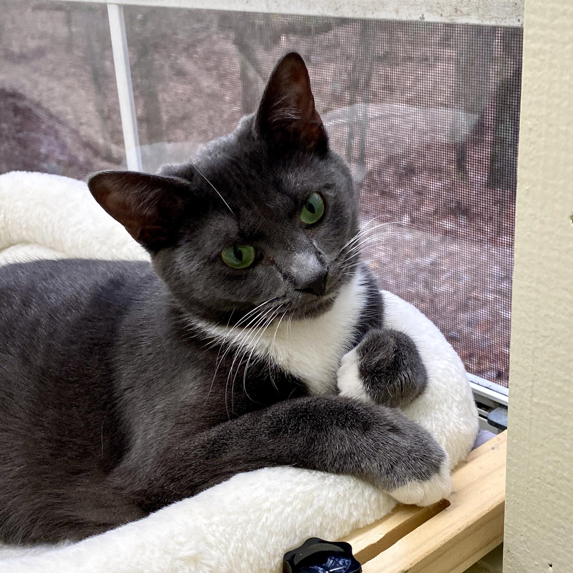Enlarge Bashful, a Adoptable Tuxedo in Jasper, GA image 2/3