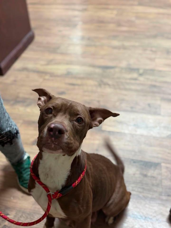 Enlarge Tiana, a ADOPTABLE Pit Bull Terrier in Baxter, KY image 1/1