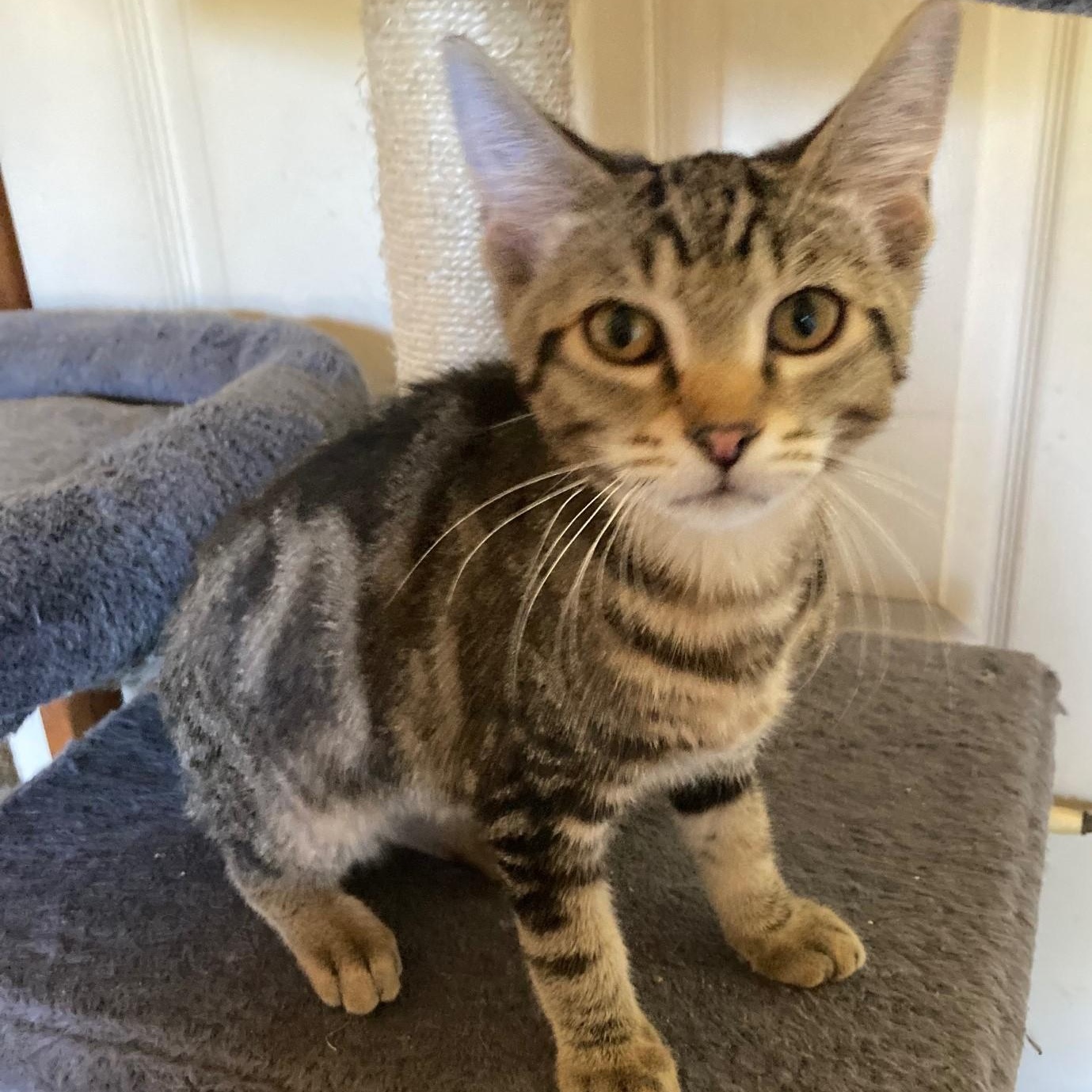Enlarge Sammy - Cute Mild 'Wobbly', a ADOPTABLE Tabby in Hoquiam, WA image 3/3