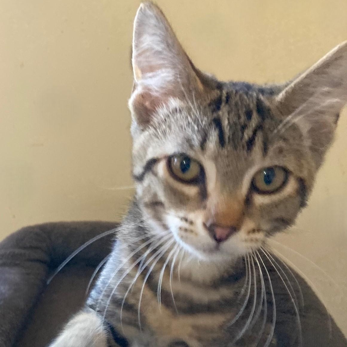 Enlarge Sammy - Cute Mild 'Wobbly', a ADOPTABLE Tabby in Hoquiam, WA image 2/3
