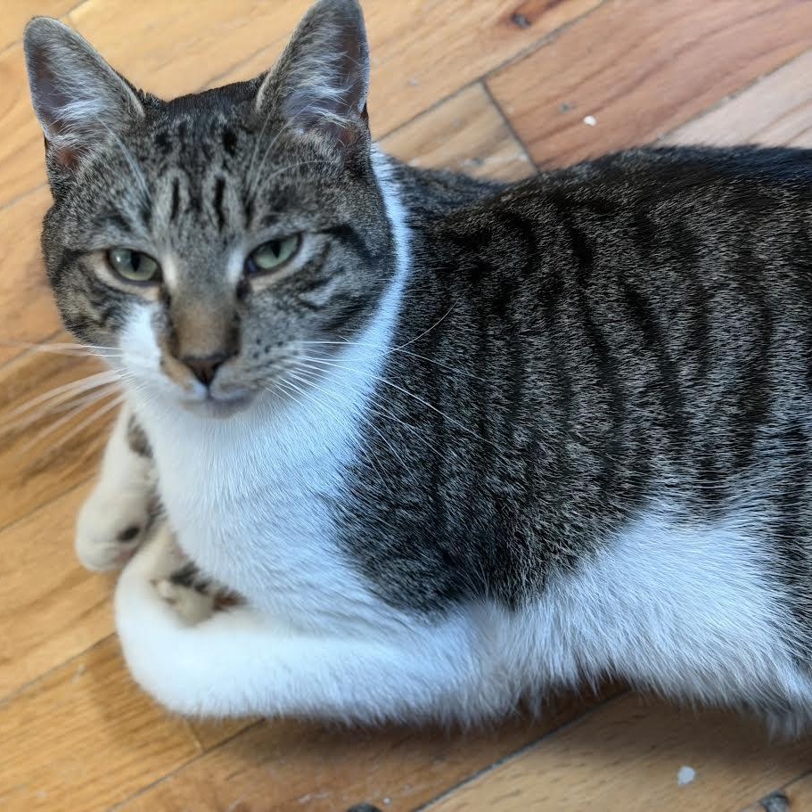 Henry — thumbnail 2