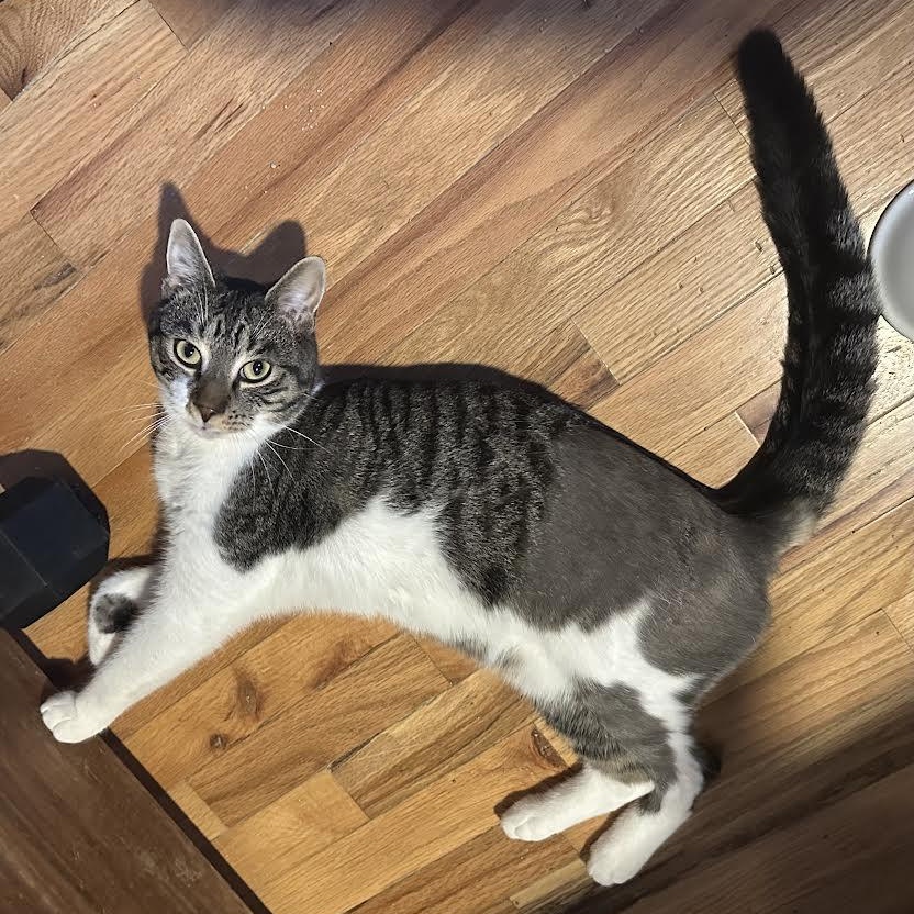 Henry — thumbnail 3