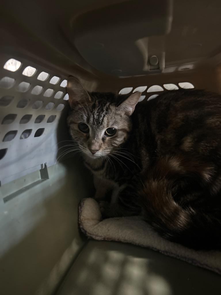 Enlarge Mystikal, a Adoptable mixed breed in Cumming, GA image 1/1