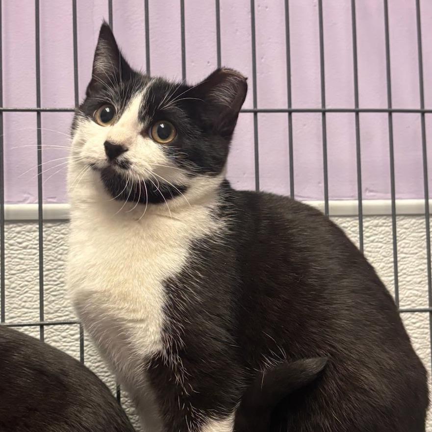 Enlarge Biscuit, a Adoptable Domestic Short Hair in Belleville, IL image 1/1