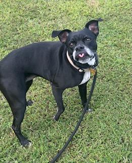 Mercedes, a Adoptable mixed breed in Broadalbin, NY image 1/3