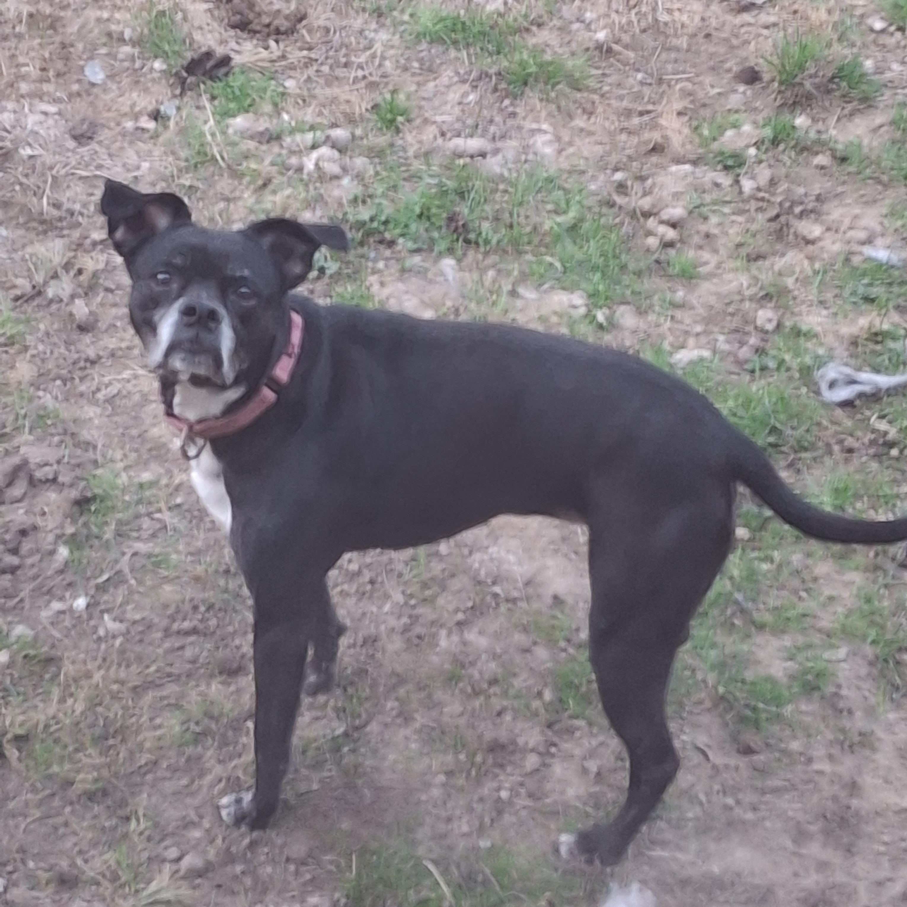Mercedes, a Adoptable mixed breed in Broadalbin, NY image 5/5