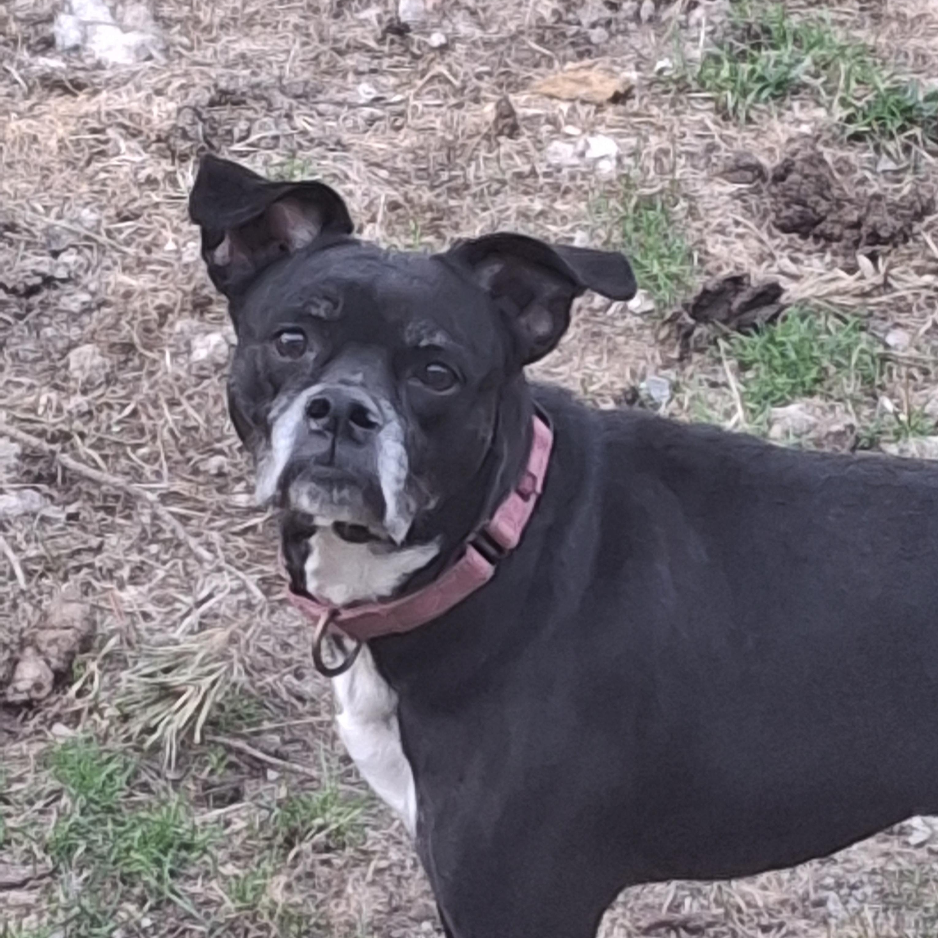Mercedes, Adoptable, Senior Female Boxer.