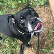 Mercedes, a Adoptable mixed breed in Broadalbin, NY image 2/3