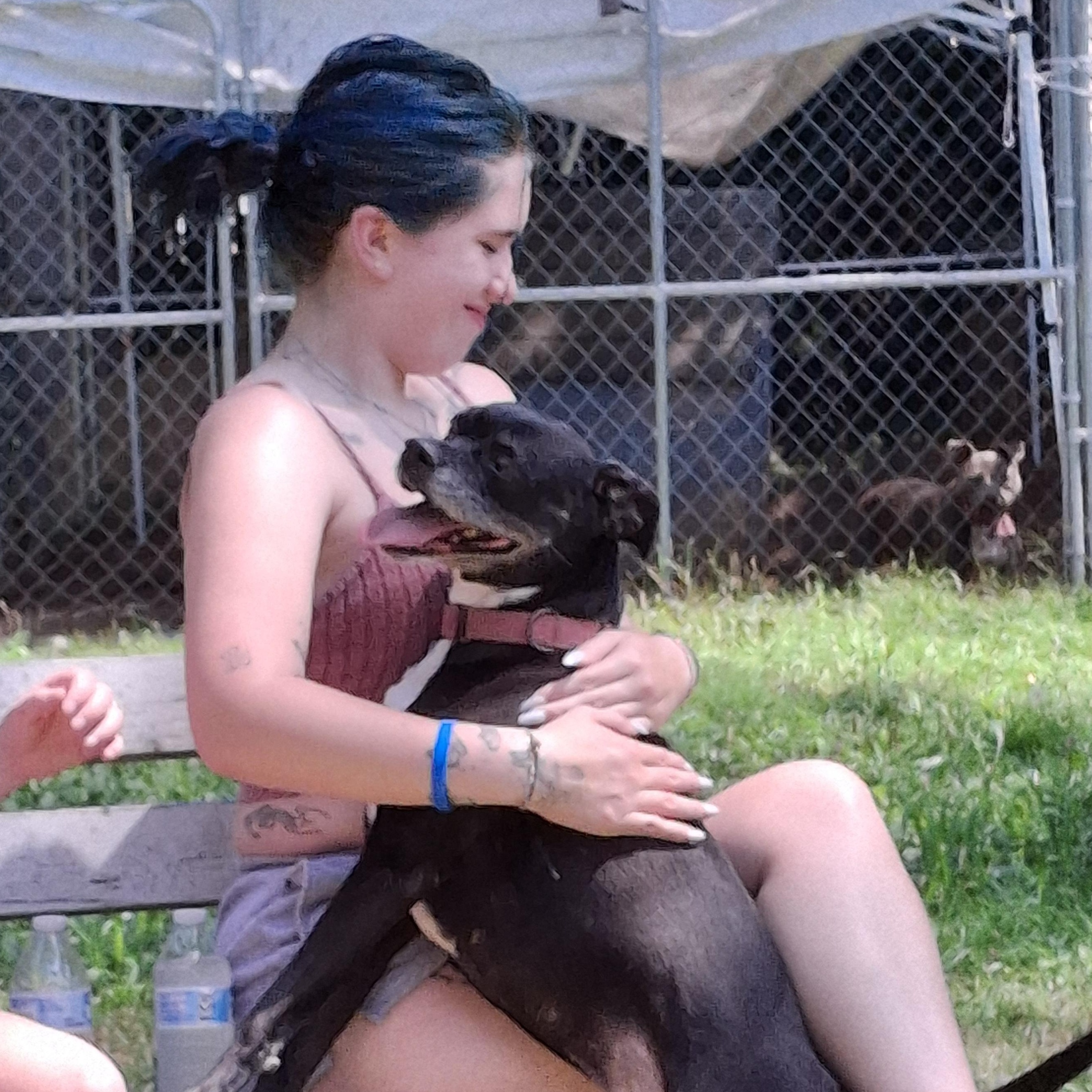 Mercedes, a Adoptable mixed breed in Broadalbin, NY image 3/3