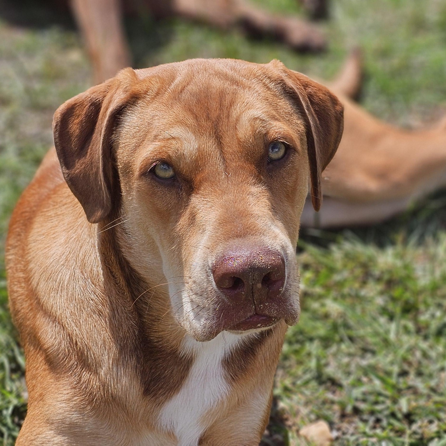 Mokie, Adoptable, Adult Female Labrador Retriever & Coonhound.