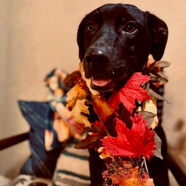 Wylie, Adoptable, Young Male Black Labrador Retriever & Australian Cattle Dog / Blue Heeler.