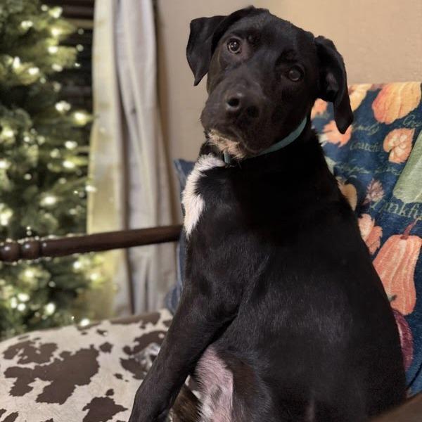 Enlarge Wylie, a Adoptable mixed breed in Beaumont, TX image 2/6