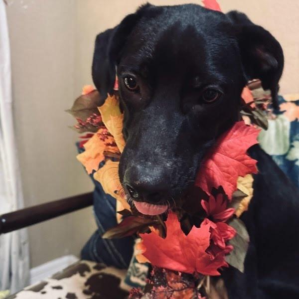 Enlarge Wylie, a Adoptable mixed breed in Beaumont, TX image 3/6