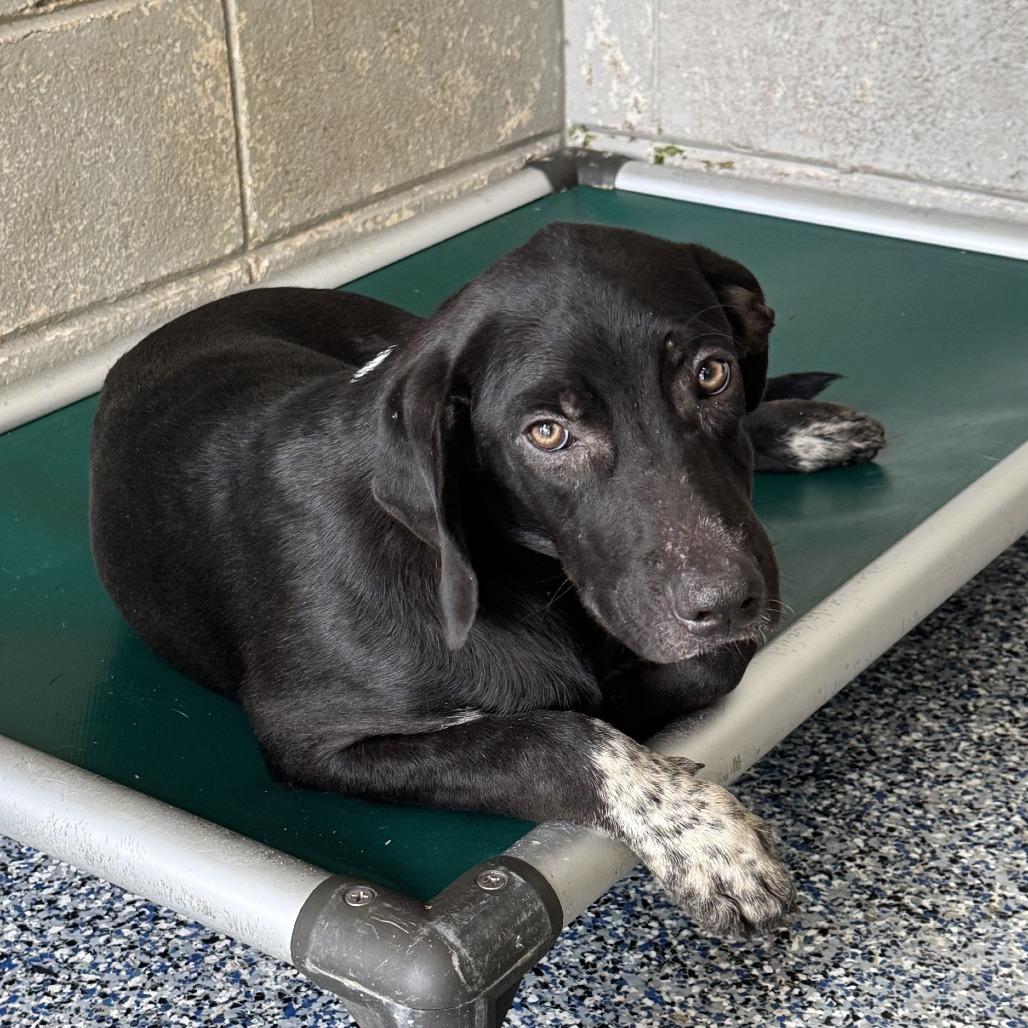 Enlarge Wylie, a Adoptable mixed breed in Beaumont, TX image 4/6