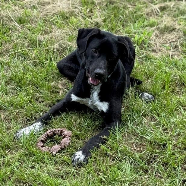 Enlarge Wylie, a Adoptable mixed breed in Beaumont, TX image 5/6