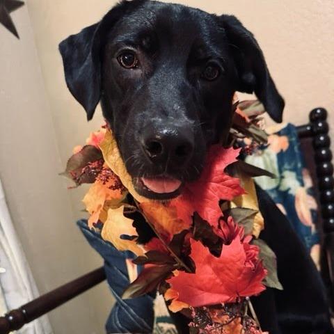 Enlarge Wylie, a Adoptable mixed breed in Beaumont, TX image 6/6