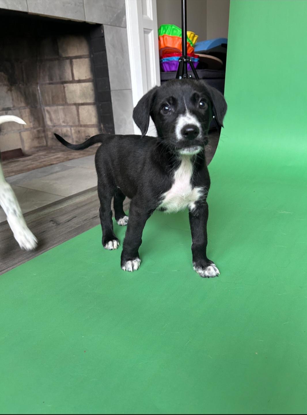 Brian, a ADOPTABLE Mixed Breed in Rochester , NY image 2/3