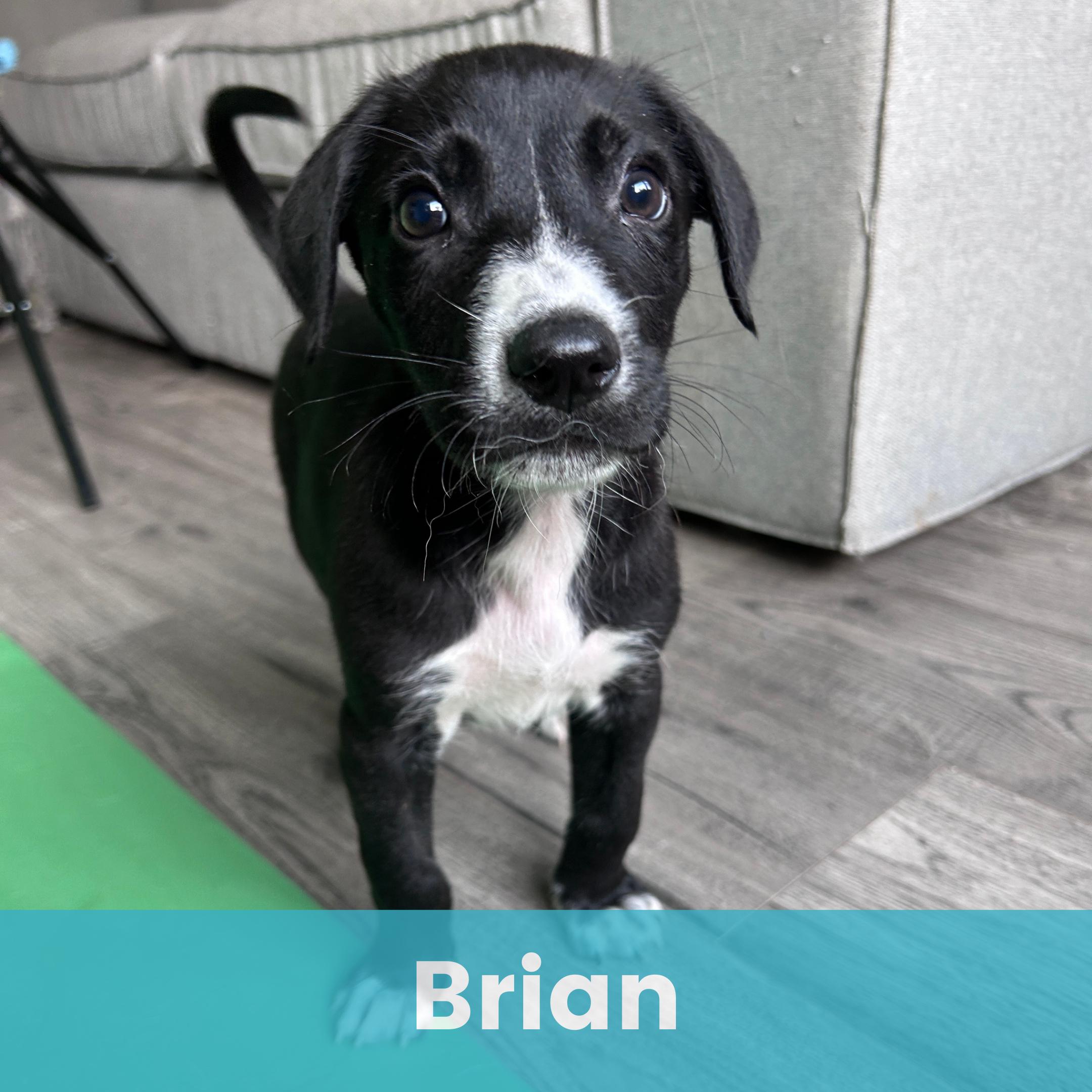 Brian, a ADOPTABLE Mixed Breed in Rochester , NY image 1/3