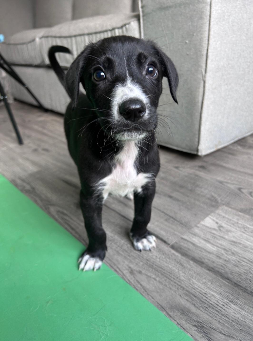 Brian, a ADOPTABLE Mixed Breed in Rochester , NY image 3/3